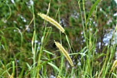 Setaria magna
