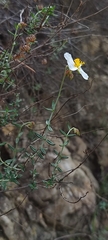 Helianthemum violaceum
