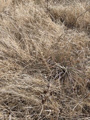 Camassia leichtlinii