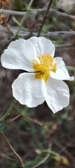Helianthemum violaceum