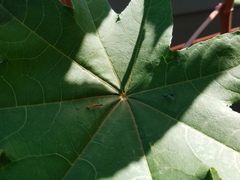 Micropeza stigmatica