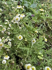 Plagiocheilus bogotensis