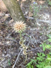 Leonotis nepetifolia