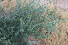Parkinsonia