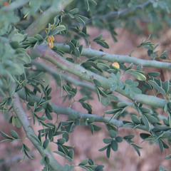 Parkinsonia