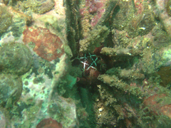 Echinoidea