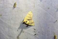 Eulithis diversilineata