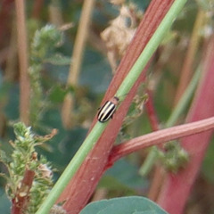Disonycha glabrata
