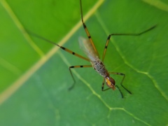 Micropeza stigmatica