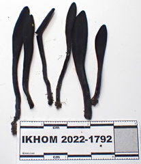 Geoglossum glabrum