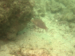Canthigaster punctatissima