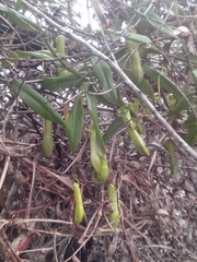 Nepenthes gracilis