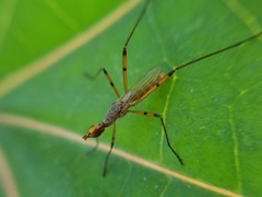 Micropeza stigmatica