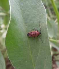 Calocoris nemoralis