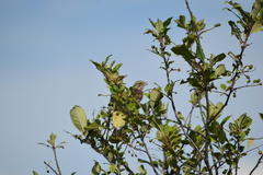 Passerculus sandwichensis