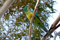 Barnardius zonarius