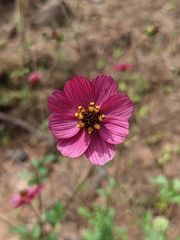 Cosmos scabiosoides