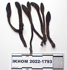 Geoglossum fallax
