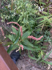 Persicaria extremiorientalis