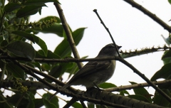 Phyllomyias fasciatus