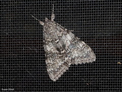 Catocala semirelicta