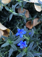Glandora diffusa