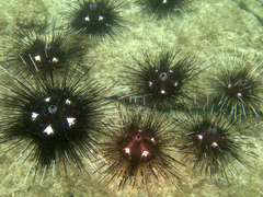 Echinozoa