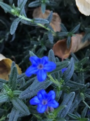 Glandora diffusa