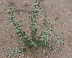 Sarcomphalus obtusifolius