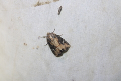 Mesapamea fractilinea