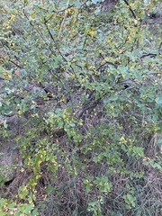 Cotoneaster lucidus