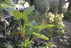 Xanthosoma robustum