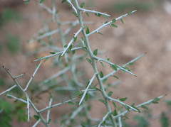 Sarcomphalus obtusifolius