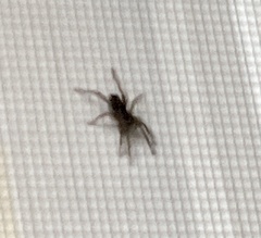 Asagena americana
