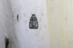Acronicta