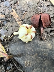 Aegiphila bogotensis