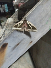 Dirphiopsis multicolor