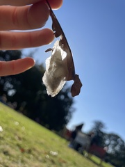 Antheraea polyphemus