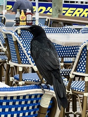 Quiscalus major westoni