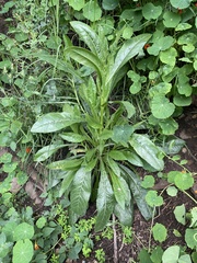 Helminthotheca echioides