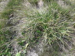 Carex sempervirens