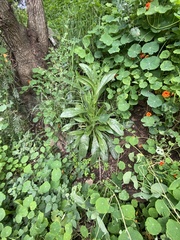 Helminthotheca echioides