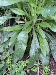 Helminthotheca echioides