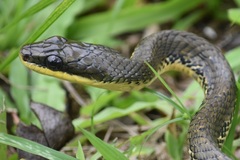 Phrynonax poecilonotus