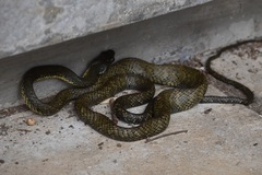 Phrynonax poecilonotus