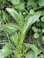 Helminthotheca echioides