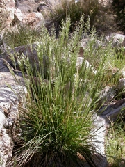 Poa fendleriana