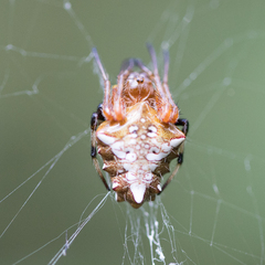 Verrucosa meridionalis