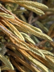 Selaginella wallacei image