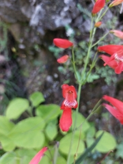 Penstemon barbatus